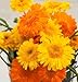 David's Garden Seeds Herb Calendula Princess Mix D1904A (Yellow) 100 Organic Seeds