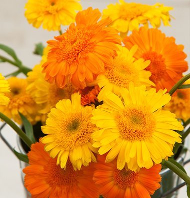 David's Garden Seeds Herb Calendula Princess Mix D1904A (Yellow) 100 Organic Seeds David's Garden Seeds Herb Calendula Princess Mix D1904A (Yellow) 100 Organic Seeds