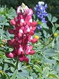 25 ALAMO FIRE MAROON TEXAS BLUEBONNET LUPINE Lupinus Texensis Flower Seeds