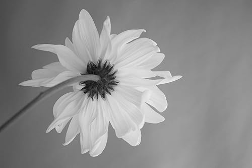 Amazon Com Daisy Fine Art Still Life Floral Photography Black White Unframed Print Minimalist Home Or Office Wall Decor Taupe Yellow Blue Green Grey Flower Photo Handmade