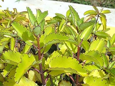 S S gardening Live (Patharchatta Plant) - Stone of Kidney Medicinal Plant with POT