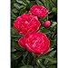 Kansas Peony/Peonies - 3-5 Eyes - Heavy Potted - Perennial - Each 1 Gal by Growers Solution