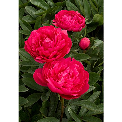 Kansas Peony/Peonies - 3-5 Eyes - Heavy Potted - Perennial - Each 1 Gal by Growers Solution Kansas Peony/Peonies - 3-5 Eyes - Heavy Potted - Perennial - Each 1 Gal by Growers Solution