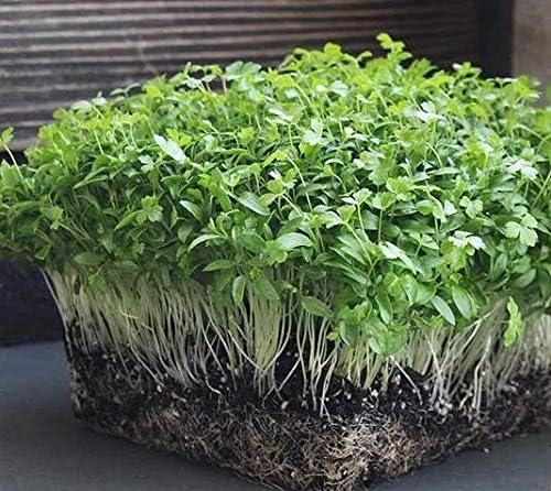 Nature’s Root Organic Parsley Microgreen Seeds 60g - Sprouting Microgreens | High Germination Rate | Fast Growing | 100% Organic | Kraft Pack - Image 3