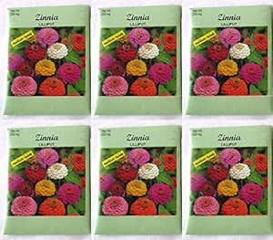 Amazon.com : (6 Pack) 250 mg/Package Zinnia Lilliput Heirloom Variety