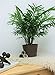 Costa Farms Chamaedorea Elegans Neathebella Palm Live Indoor Plant, 14-Inch