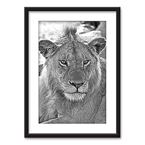 Framed Wall Art - Lion in Black White - Black Picture Frames White Matting - 23x31 inches