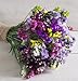 Flower Statice Seeker Mix D1923k (Multi) 100 Open Pollinated Seeds by David's Garden Seeds