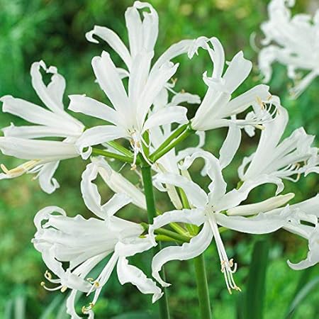 FernsFly IMP. Nerine Lily / Jersey lily / Spider lily Attractive Flower Bulbs Home Outdoor Flowering Gardening Bulbs Blooming planting (Pack of 16 White Nerine Lily)