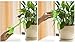 Fashionclubs Plant Watering Globes Small Plant Automatic Self Watering PVC Bulbs Ball,Pack of 4 (Clear)
