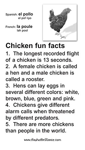 Animal Flash Cards with Fun Facts with Spanish and French Translations for each Animal By Flash of Brilliance