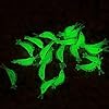 JSHANMEI-30pcs-3cm-118inch-Green-Luminous-Silicone-Soft-Shrimp-Lure-Baits-Small-Luminous-Noctilucent-Fishing-Simulation-Prawn-Shrimp-Lure-Bait-Fishing-Tackle-Lure-Baits