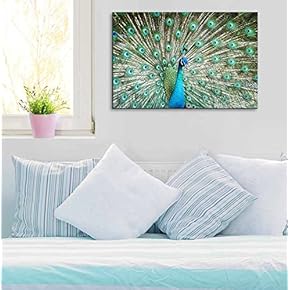 Peacock Perfection Beautiful Feathers - Canvas Art
