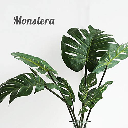 50 Monstera Deliciosa Seeds Nice Sized Plant Easy To Grow Edible Fruit Tropical Houseplant Or Outdoors Buy Online In Cambodia At Cambodia Desertcart Com Productid 97290181