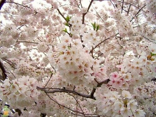 Yoshino Flowering Cherry Tree Live Established Rooted 1 Plant 1 Gallon Pot Gs002