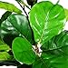 CROSOFMI Upgrade Artificial Fiddle Leaf Fig Tree Plant 5.2Feet Fake Ficus Lyrata with 69 Leaves Faux Fig Tree
