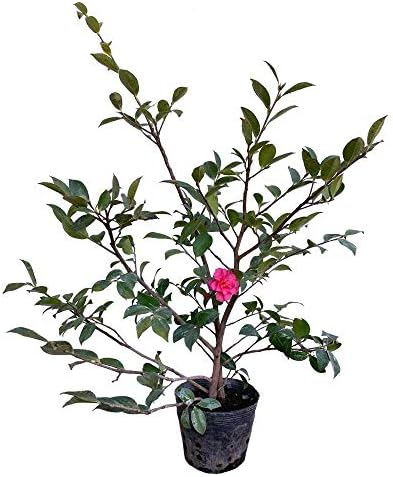 カンツバキ 樹高30 50cm前後 80本セット 常緑 苗木 庭木 花木 生垣 目隠し 寒椿 Lomasdelprado