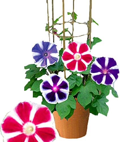 Amazon ハッピーガーデン 父の日 ギフト 曜白朝顔 4色植え 6号 鉢植え 鉢花 観葉植物 オンライン通販