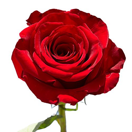 Birthday Red Roses- 50 Red Roses Birthday Red Roses- 50 Red Roses