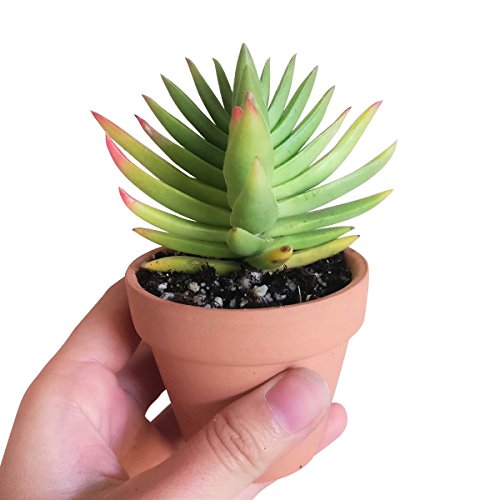 Crassula Capitella Red Pagoda Shark Tooth Plant Colorful Succulent (2'' + Clay Pot)