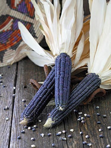 Organic Hopi Blue Corn 1/4 LB ~600 seeds