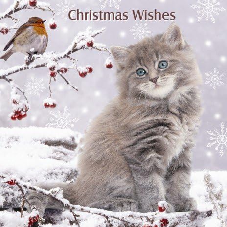 Christmas Wishes Robin Silver Grey Tabby Long Haired Kitten Cat