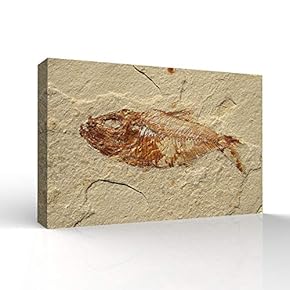 Canvas Wall Art - Vintage Animal Fish Fossil Living Room Poster Prints - Modern Home Art Stretched and Framed Ready to Hang - 12x18 inches