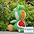 Shalleen Super Mario Bros Plush Toy Green Yoshi 7.5" Lovely Stuffed Animal Doll Cool