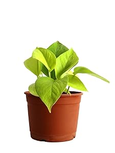 Rolling Nature Golden Pothos Indoor Plant