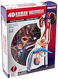 Famemaster 4D-Vision Human Male Reproductive Anatomy Model