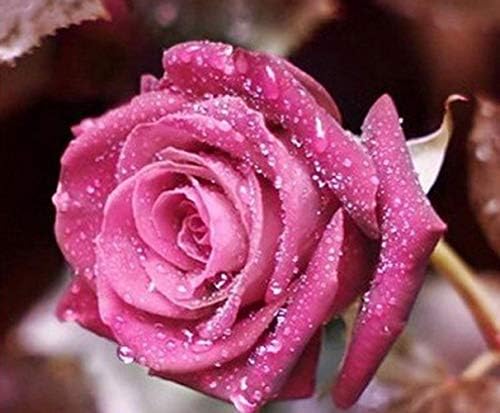 Flower Seeds for Planting Easy to Grow Plant Seeds Rose Seeds Outdoor and Indoor Garden Seeds, 50 Seeds (Perilla Purple)
