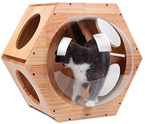 Dayumaojin Arbre à Chatcadre Mural Descalade Mural Pour