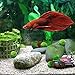 Luffy Nano Betta Balls, 0.4-inches, Live Round-Shaped Marimo Plant, Toys for Betta Fish, Hiding, Rolling, Nibbling, Cleans Aquarium Water & Adds Aesthetic Value to Betta Bowls and Jars, 6-Pieces
