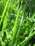 Pensacola Bahia Grass Seed Fully Tested Fast Germination (1 LB)