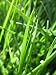 Pensacola Bahia Grass Seed Fully Tested Fast Germination (1 LB)