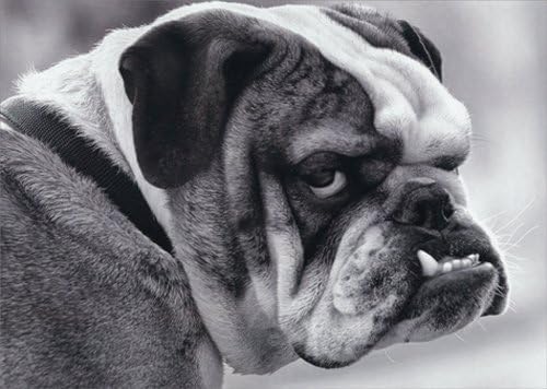 bulldog underbite