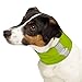Insect Shield Insect Repellant Dog Neck Gaiter for Protecting Dogs from Fleas, Ticks, Mosquitoes & More