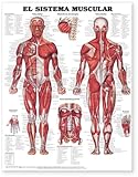Image de The Muscular System Anatomical Chart in Spanish (El Sistema Muscular)