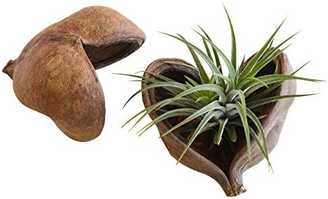 Dried Java Olive - Natural Air Plant Display Accent, Table Top Decorations for Tillandsia Ionantha Andreana Bulbosa Air Plant