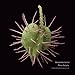 Pollen Seeds Fruit 2017 Calendar: The Weird & Wonderful Microscopic World of Plants