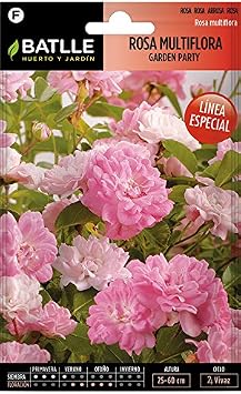 Semillas de Flores - Rosa Multiflora Garden Party - Batlle: Amazon ...