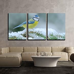 Blue Tit Cute Blue and Yellow Songbird in...