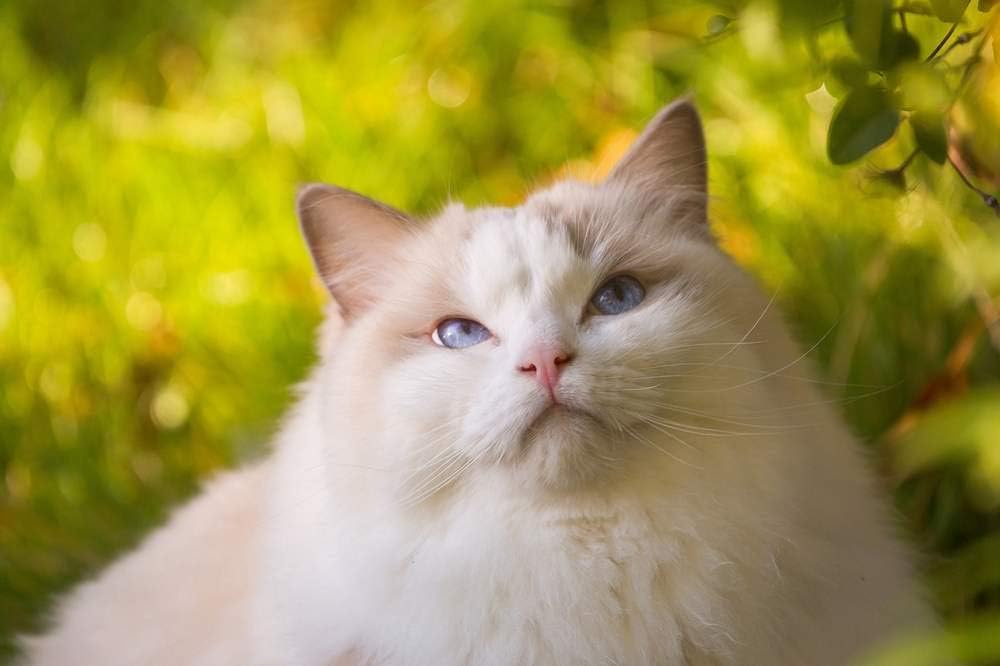 Amazon Com Egotou White Cat Fluffy Blue Eyes Art Print On