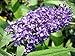 Adonis Blue Butterfly Bush (Buddleia davidii) Live Herb Plant
