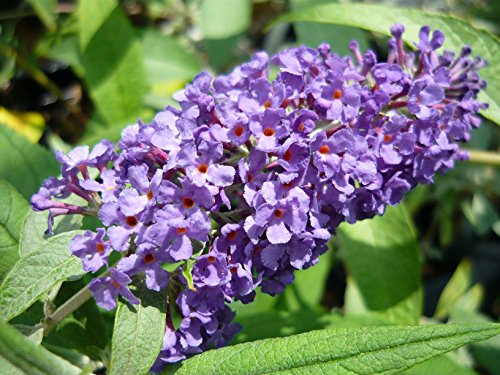 Adonis Blue Butterfly Bush (Buddleia davidii) Live Herb Plant Adonis Blue Butterfly Bush (Buddleia davidii) Live Herb Plant
