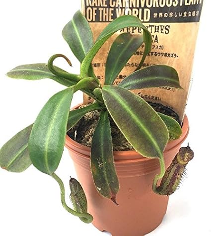 Amazon 食虫植物 Nepenthes Fusca Y S 2 5寸鉢 ネペンテス フスカ 観葉植物 オンライン通販