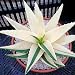Yvetti 100Pcs Rare Aloe Vera Seeds Easy to Grow Home Landscape Ornaments Plant DIY Bonsai Decor Yard Flower Plant Assorted Colors Aloe Vera Seeds#