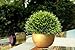 Vangold Lifelike Artificial Plants Plastic Grass Plants with Pots for Christmas Home/Office Decor (1pcs)