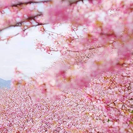 Japanese Flowering Cherry Blossom 