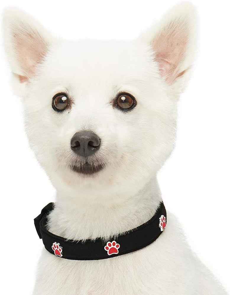 designer breed large